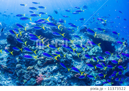 魚の群れ 魚の群れ 11373522