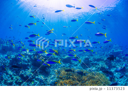 魚の群れ 魚の群れ 11373523