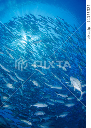 魚の群れ 魚の群れ 11373525