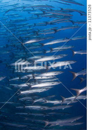 魚の群れ 魚の群れ 11373526