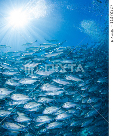 魚の群れ 魚の群れ 11373527