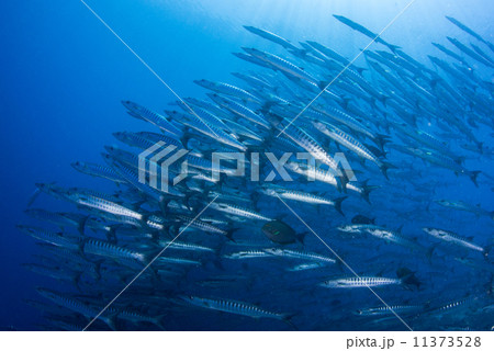 魚の群れ 11373528