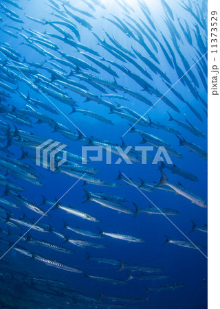 魚の群れ 11373529