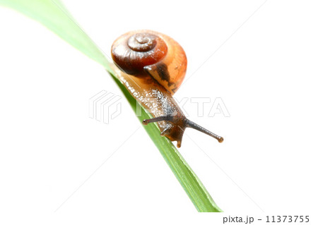 shell on grass 11373755