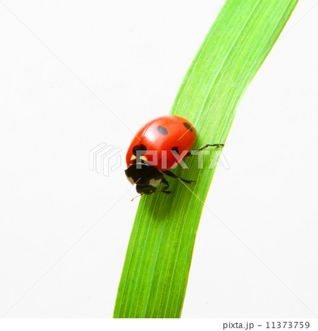 red ladybug red ladybug 11373759