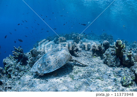 アオウミガメ 11373948