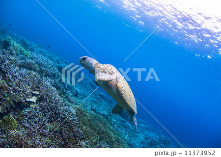 アオウミガメ アオウミガメ 11373952