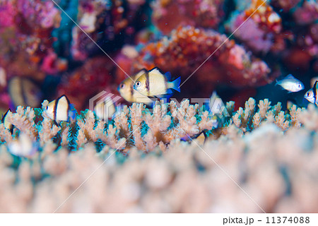 熱帯魚 11374088