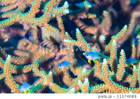 熱帯魚 11374089