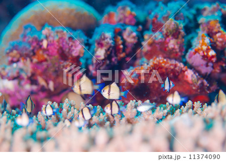 熱帯魚 熱帯魚 11374090