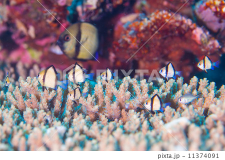 熱帯魚 11374091