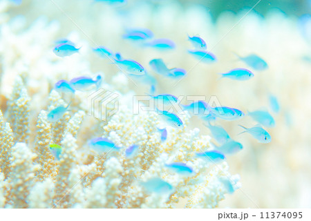 熱帯魚の写真素材