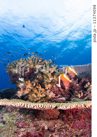 熱帯魚 熱帯魚 11374098