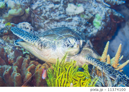 アオウミガメ 11374100