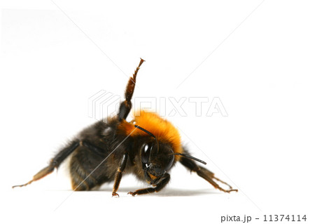 dance bumble bee 11374114