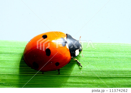 ladybug on grass 11374262