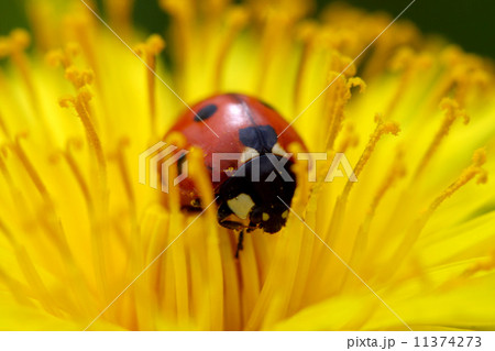 ladybug on dandelion 11374273
