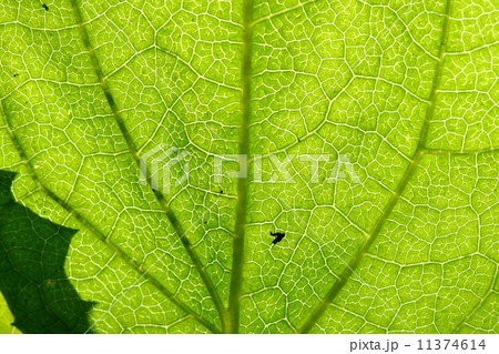green leaf vein 11374614
