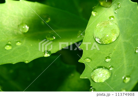 natural waterdrop natural waterdrop 11374908