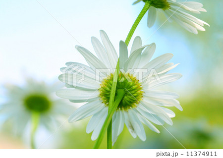 camomile in sky 11374911