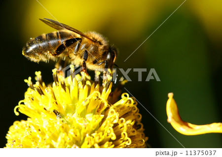 work bee work bee 11375037