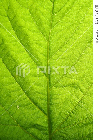 green leaf vein 11375378