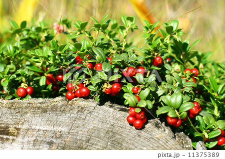 Cowberry Cowberry 11375389