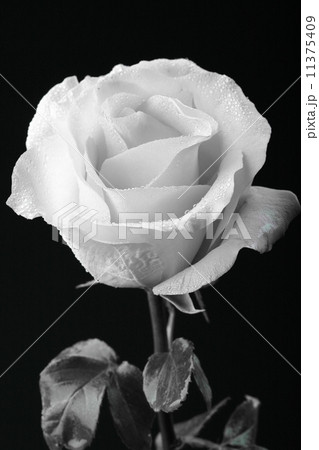 pink rose pink rose 11375409