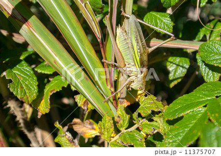 キリギリス キリギリス 11375707