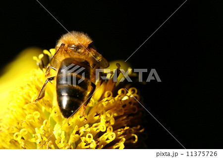 work bee work bee 11375726