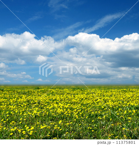 dandelion field dandelion field 11375801