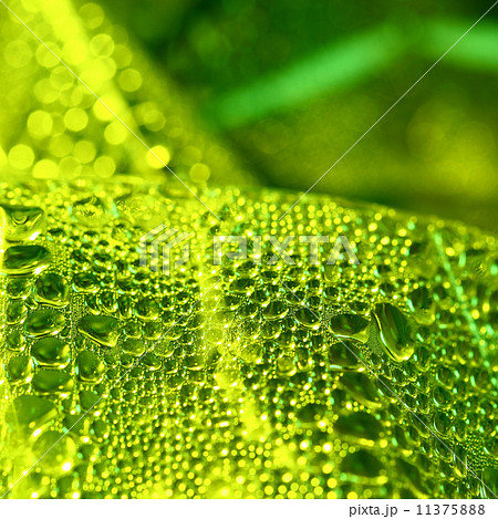 green drops green drops 11375888