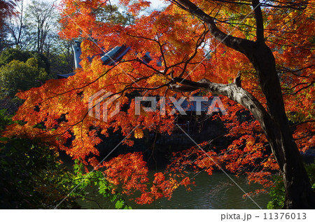 井の頭公園の紅葉の写真素材