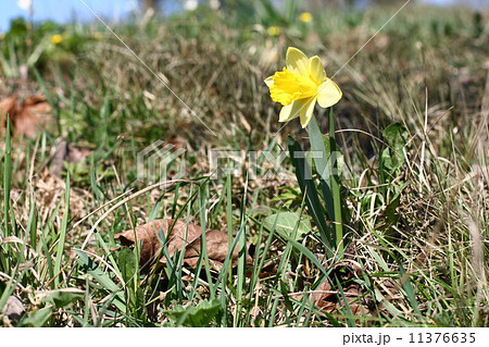 yellow narcissus yellow narcissus 11376635