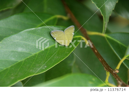 アミガサハゴロモ アミガサハゴロモ 11376714