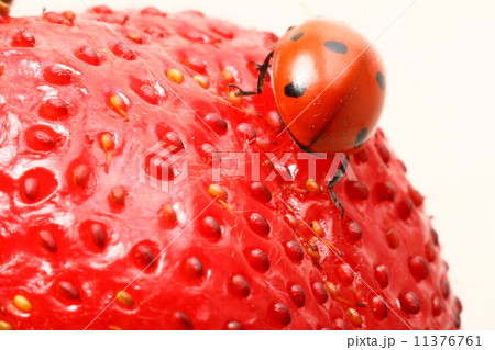 ladybug gourmet 11376761