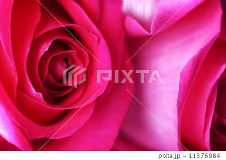 pink rose 11376984
