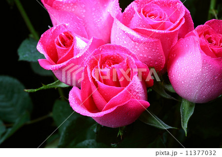 pink rose 11377032