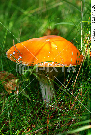 Amanita Amanita 11377226
