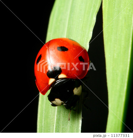 ladybug on grass 11377331