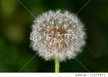 wish dandelion 11377871