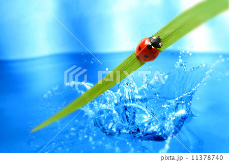 red ladybug red ladybug 11378740