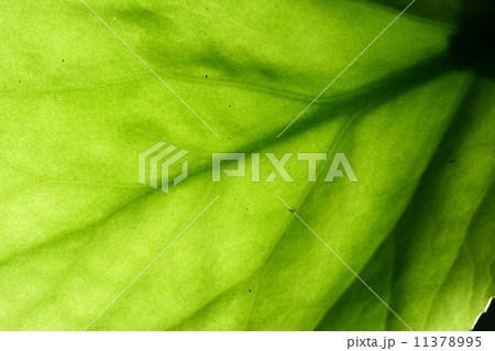 green leaf vein 11378995