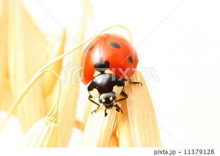 ladybug on wheat ladybug on wheat 11379126