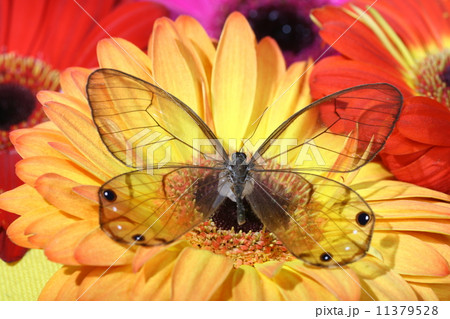 Butterfly on flower 11379528