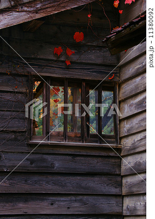 蔦紅葉 蔦紅葉 11380092