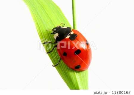 ladybug on grass  11380167