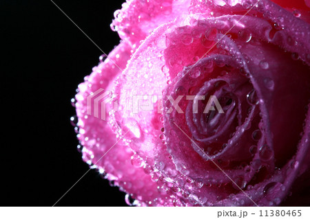 Wet pink rose Wet pink rose 11380465