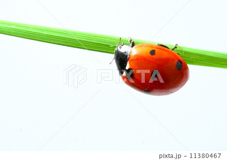 ladybug on grass ladybug on grass 11380467