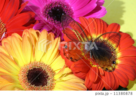 Butterfly on flower Butterfly on flower 11380878